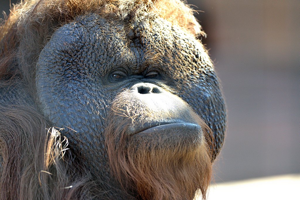 非公認 Photo千葉市動物公園