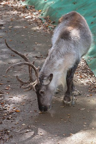 トナカイの角 非公認 Photo千葉市動物公園