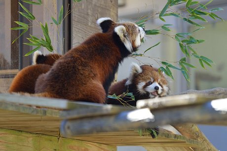 131113panda1.jpg