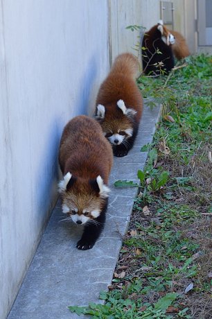 131113panda3.jpg