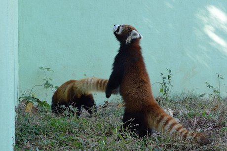 131113panda5.jpg