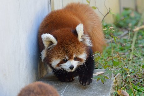 131113panda6.jpg