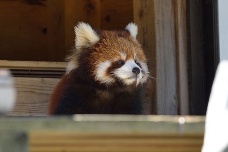 131113panda7.jpg